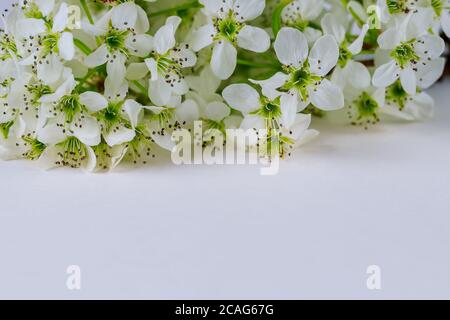 Fleurs blanches sur fond blanc. Concept de carte de vœux. Banque D'Images