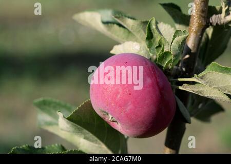 Gros plan de la pomme rouge sur fond de jardin vert. Banque D'Images