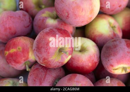 Apple automne récolte fond. Pommes fraîches mûres rouges Banque D'Images