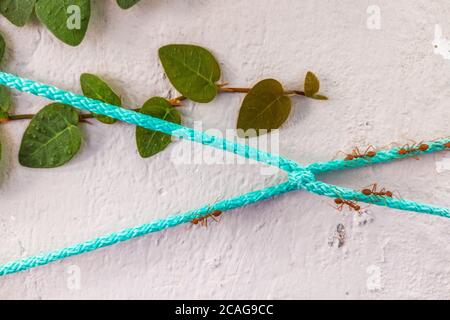 Vue rapprochée des gros fourmis rouges sur la corde bleue sur le mur blanc en béton peint. Problèmes des fourmis dans la maison, nature sauvage près de nous ou concept de travail d'équipe Banque D'Images