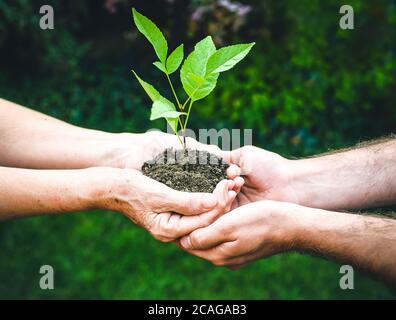 Jeunes et seniors tenant une plante verte. Une femme âgée aux mains froissées donne une plante verte à un jeune homme en plein soleil, sur fond vert flou Banque D'Images