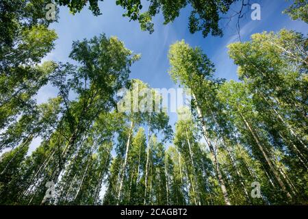 Culture de bouleaux européens et de tréteaux ( betula ) à l'été, en Finlande Banque D'Images