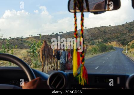 Aksum, Ethiopie - novembre 2018: Conduite à travers l'Ethiopie rurale et troupeau de chameaux en itinérance sur la route Banque D'Images