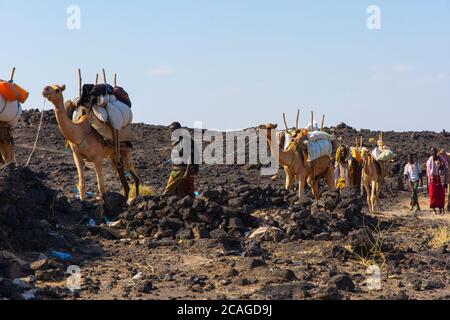 ERTA Ale, Ethiopie - Nov 2018: Caravane de chameaux guidée par les Afar locaux, dans le désert Banque D'Images