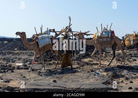 ERTA Ale, Ethiopie - Nov 2018: Caravane de chameaux guidée par les Afar locaux, dans le désert Banque D'Images