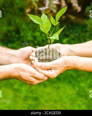 Jeunes et seniors tenant une plante verte. Une femme âgée aux mains froissées donne une plante verte à un jeune homme en plein soleil, sur fond vert flou Banque D'Images