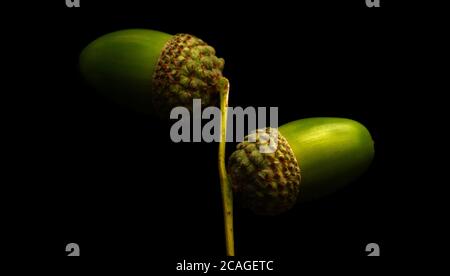 deux acorns sur fond noir en macro Banque D'Images