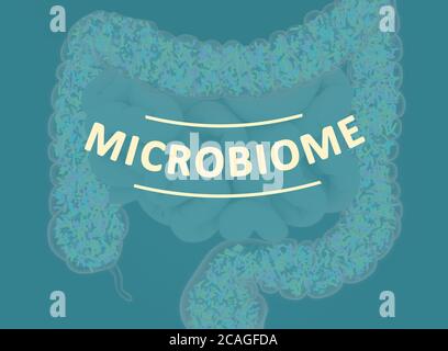 Bactéries intestinales, microbiome. Bactéries à l'intérieur du gros intestin, concept, représentation. Illustration 3D. Banque D'Images