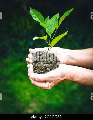 Vieilles mains ridées tenant une jeune plante verte et une poignée terreuse à la lumière du soleil, fond vert flou. Les mains de femmes âgées plantent le semis Banque D'Images