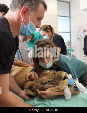 (200807) -- RAMAT GAN, le 7 août 2020 (Xinhua) -- les vétérinaires effectuent une chirurgie pour une lionne de dix ans nommée Samboro pour enlever ses kystes ovariens au zoo de safari de Ramat Gan dans la ville israélienne centrale de Ramat Gan le 6 août 2020. (Gideon Markowicz/JINI via Xinhua) Banque D'Images