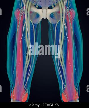 Fémur. Anatomie humaine. Illustration 3D Banque D'Images