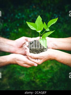 Jeunes et seniors tenant une plante verte. Une femme âgée aux mains froissées donne une plante verte à un jeune homme en plein soleil, sur fond vert flou Banque D'Images