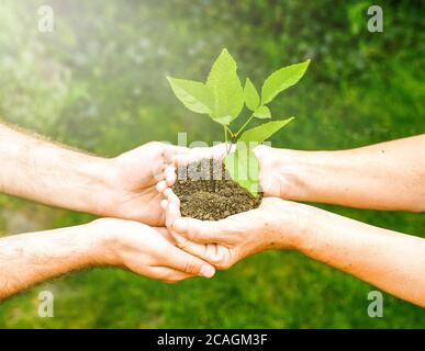 Jeunes et seniors tenant une plante verte. Une femme âgée aux mains froissées donne une plante verte à un jeune homme en plein soleil, sur fond vert flou Banque D'Images