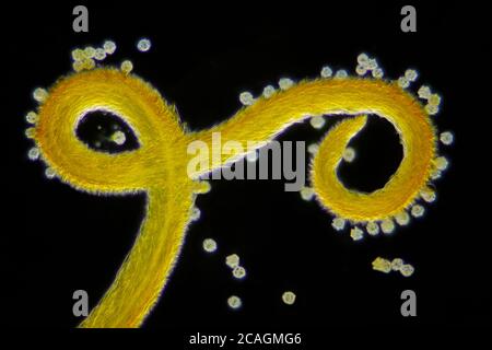 Vue microscopique de la barbe de chèvre d'un Meadow (Tragopogon pratensis), du détail de la stigmatisation des fleurs et des grains de pollen. Éclairage de fond noir. Banque D'Images