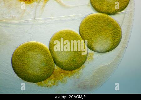 Vue microscopique d'une puce d'eau des oeufs parthénogénétiques à l'intérieur de la coquille (carapace). Éclairage à fond clair avec modulation de contraste. Banque D'Images