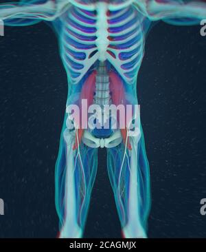 Illustration anatomique médicale du muscle psoas. illustration 3d Banque D'Images