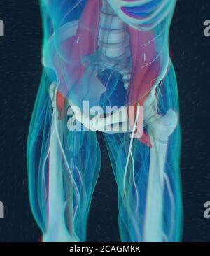 Illustration anatomique médicale du muscle psoas. illustration 3d Banque D'Images