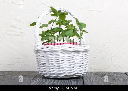 Menthe dans un pot. Un pot dans un panier en osier blanc. Sur fond blanc. Banque D'Images