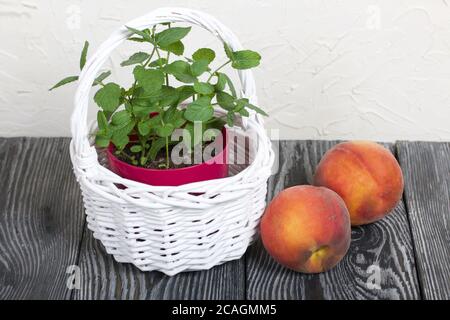 Menthe dans un pot. Un pot dans un panier en osier blanc. Plusieurs pêches sont à proximité. Sur fond blanc. Banque D'Images