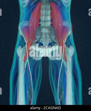 Illustration anatomique médicale du muscle psoas. illustration 3d Banque D'Images