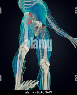 Illustration anatomique médicale du muscle psoas. illustration 3d Banque D'Images