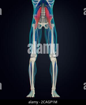 Illustration anatomique médicale du muscle psoas. illustration 3d Banque D'Images