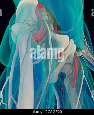Illustration anatomique médicale du muscle psoas. illustration 3d Banque D'Images