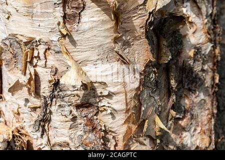 Epelez facilement l'écorce de Betula ermanii ou de bouleau d'Erman Banque D'Images