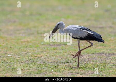 Asian Openbill Stork - Anastomus oscitans, beau grand oiseau des eaux fraîches asiatiques, Sri Lanka. Banque D'Images