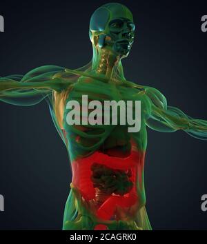 Illustration de l'anatomie humaine du gros intestin à l'intérieur du corps. illustration 3d. Banque D'Images