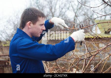 Jeune homme taille branche Banque D'Images