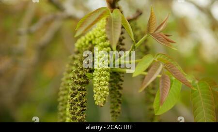 Noyer commun Juglans regia catkins fleurs arbre gros plan macro détail plante verte mâle fleur de printemps et feuilles de fleur dans l'agriculture de jardin Banque D'Images