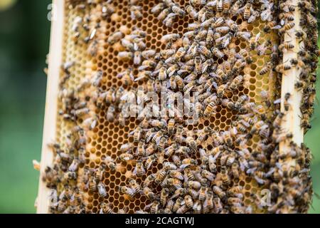 Bamberg, Allemagne 26 juillet 2020: Photos symboliques - 2020 UN apiculteur contrôle un nid d'abeille avec sa colonie d'abeilles à Leesten près de Bamberg et cherche l'abeille reine, reine, qui peut être reconnue par le point bleu. | utilisation dans le monde entier Banque D'Images