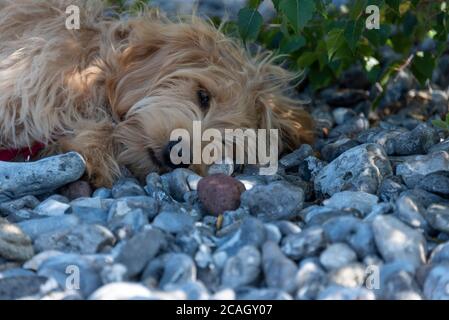 04 août 2020, Mecklembourg-Poméranie occidentale, Plora : un jeune chien (Mini Goldendoodle) est fatigué sur un champ de pierres de silex. Le Rügener Feuersteinfgelder s'étend entre Mukran et Prora dans une forêt. Ils ont été formés il y a environ 4000 ans par plusieurs marées de tempête et sont également appelés 'Stone Sea'. Photo: Stephan Schulz/dpa-Zentralbild/ZB Banque D'Images