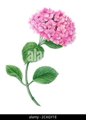 Illustration botanique d'Hydrangea aquarelle rose Banque D'Images