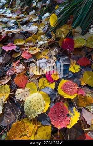 L'automne, Populus tremula, communément appelé tremble, tremble, tremble eurasiatique commun européen, le tremble ou tremble, Jacetania, Huesca, Aragon, Espagne, Euro Banque D'Images