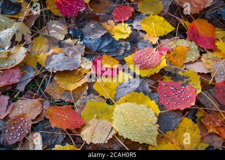 L'automne, Populus tremula, communément appelé tremble, tremble, tremble eurasiatique commun européen, le tremble ou tremble, Jacetania, Huesca, Aragon, Espagne, Euro Banque D'Images