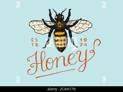 Miel et abeilles. Logo vintage pour la typographie, la boutique ou les enseignes. Badge pour tee-shirts. Esquisse de gravure dessinée à la main. Illustration vectorielle. Illustration de Vecteur