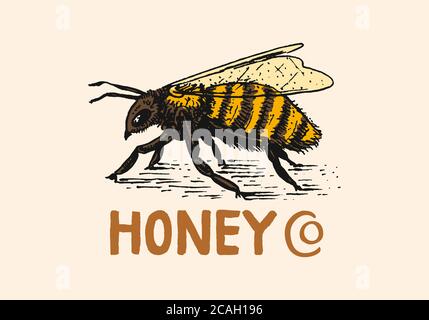 Miel et abeilles. Logo vintage pour la typographie, la boutique ou les enseignes. Badge pour tee-shirts. Esquisse de gravure dessinée à la main. Illustration vectorielle. Illustration de Vecteur