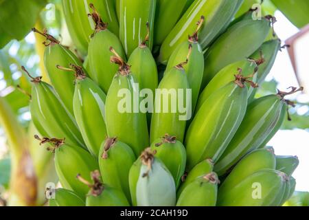 Jeune banane verte biologique sur un bouquet sur un arbre. Grappe de bananes non mûres sur un arbre. Les fruits de banane se développent à partir de l'inflorescence aussi connu sous le nom de banane il Banque D'Images