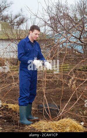 Un jeune homme taille une branche dans un jardin Banque D'Images