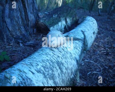 Bouleau argenté déchu dans les bois Banque D'Images