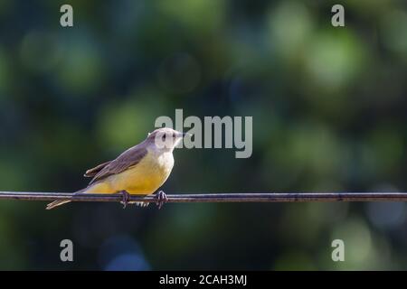 Suiriri cavaleiro - Cattle Tyrant - (Machetornis rixosa) Banque D'Images