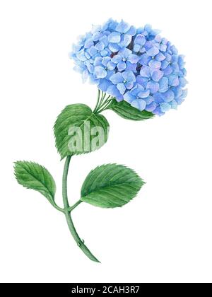 Illustration botanique bleu Hydrangea aquarelle Banque D'Images