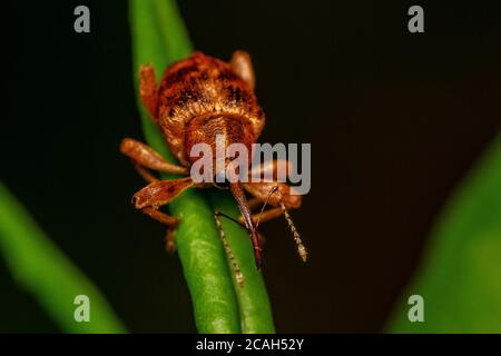 Acorn Weevil (curculio glandium) mâle sur la feuille. Cette espèce est un spécialiste commun des chênes. Banque D'Images