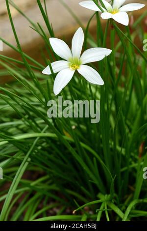 La fleur blanche d'un nénuphars péruvien. Banque D'Images