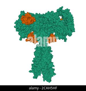 Structure du récepteur de l'insuline pleine longueur (vert) lié à quatre molécules d'insuline (marron), modèle de surface 3D, fond blanc Banque D'Images