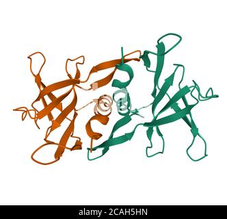 Structure de l'homodimère de la protéine Nsp9 du SRAS, modèle de dessin animé, fond blanc Banque D'Images