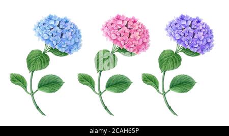 Ensemble de fleurs d'Hydrangea bleu, rose et violet aquarelle Banque D'Images