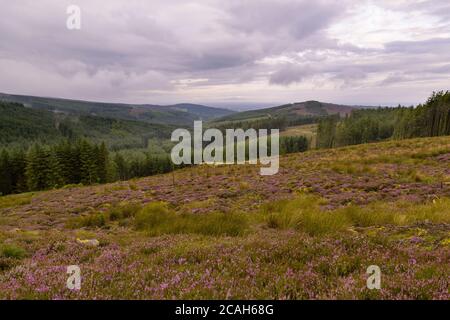 Montagnes de Slieve Bloom, Offaly, Irlande, en août avec la bruyère pourpre en fleur. Banque D'Images